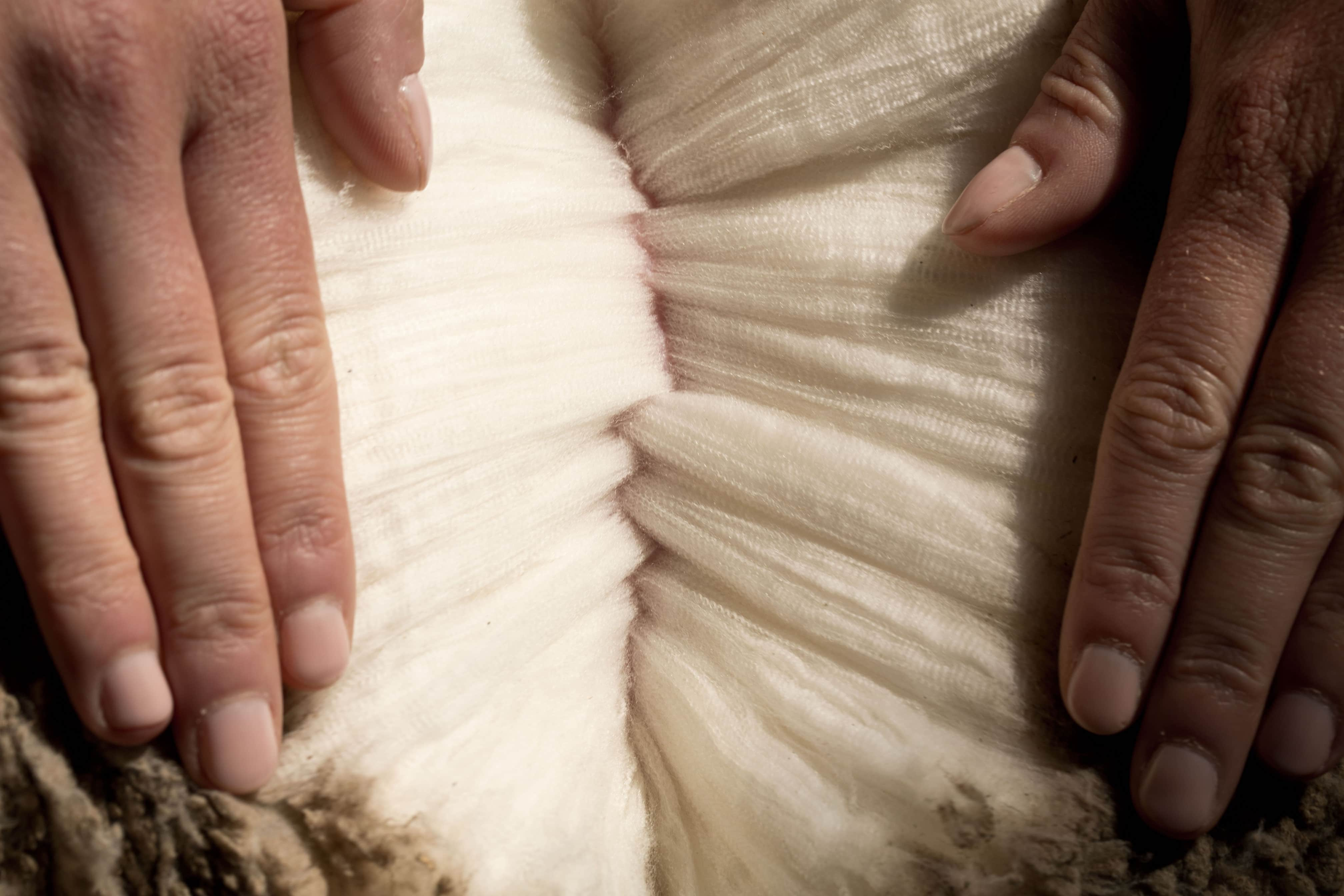 Cashmere vs. Merino Wool: Luxurious Fabrics | Ridge Merino