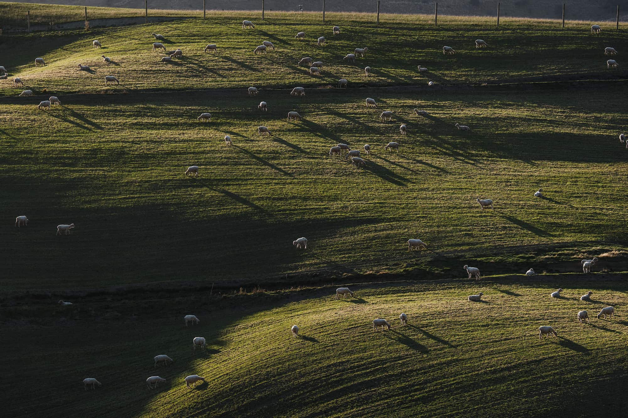 Merino wool sheep graze in a sunny field in New Zealand